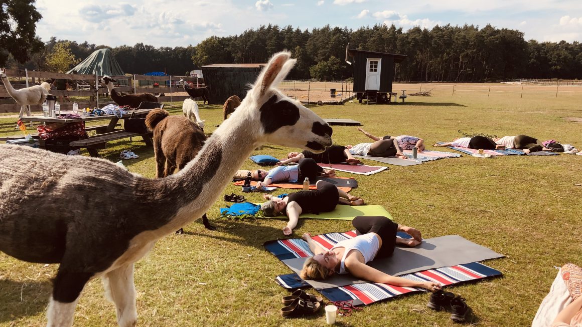 🦙 fluff & flow · Lamas & Yoga gegen Alltagsstress