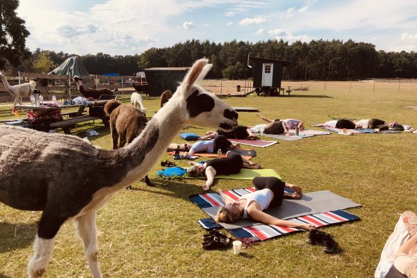 🦙 fluff & flow · Lamas & Yoga gegen Alltagsstress